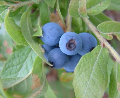 Vaccinium myrtilloides