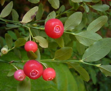 Vaccinium parvifolium