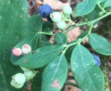 Vaccinium stamineum