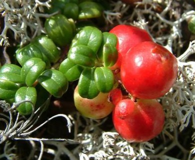 Vaccinium vitis-idaea