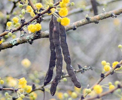 Vachellia bravoensis