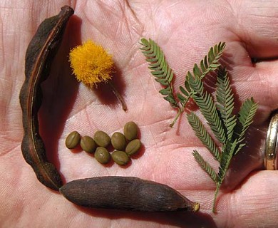 Vachellia farnesiana