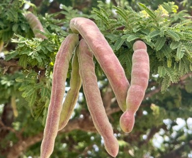 Vachellia schaffneri