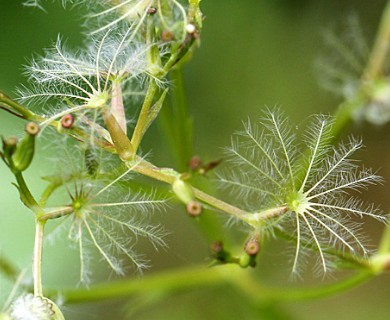 Valeriana sitchensis