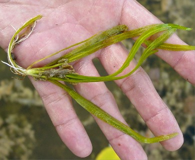 Vallisneria americana