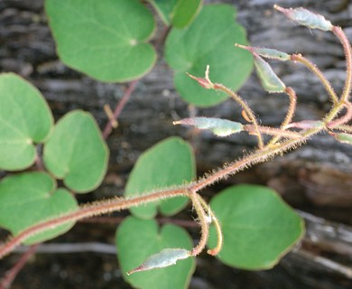 Vancouveria chrysantha