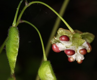 Vancouveria hexandra