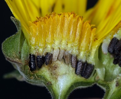 Venegasia carpesioides