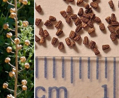 Verbascum blattaria