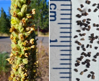 Verbascum thapsus