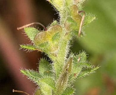 Veronica officinalis