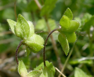 Veronica persica