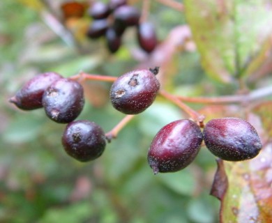 Viburnum ellipticum