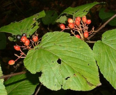 Viburnum lantanoides