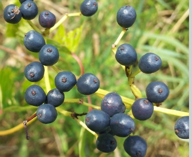 Viburnum rafinesqueanum