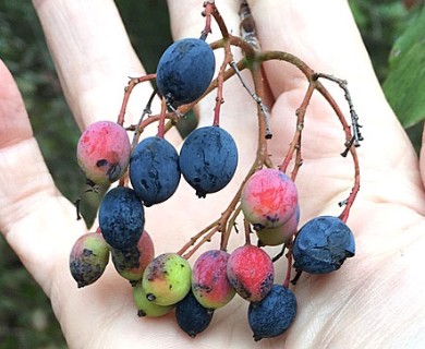 Viburnum rufidulum