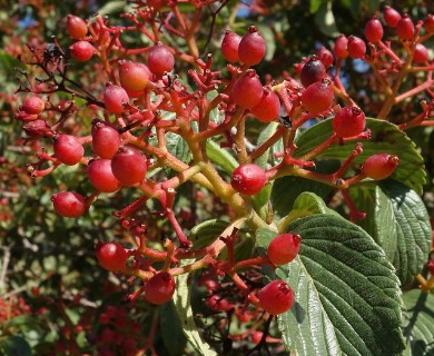 Viburnum sieboldii