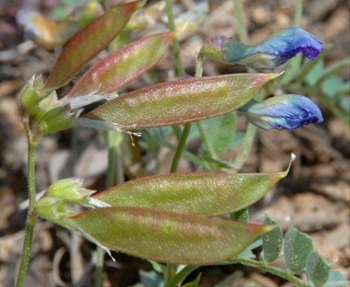 Vicia americana