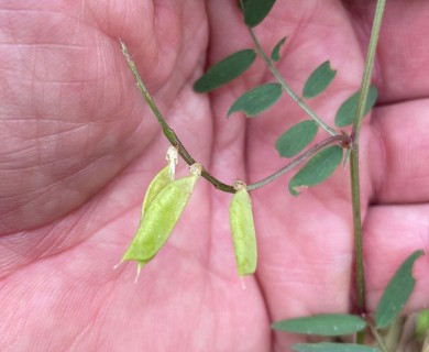 Vicia caroliniana