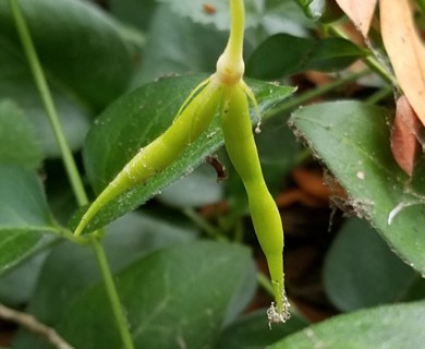 Vinca major