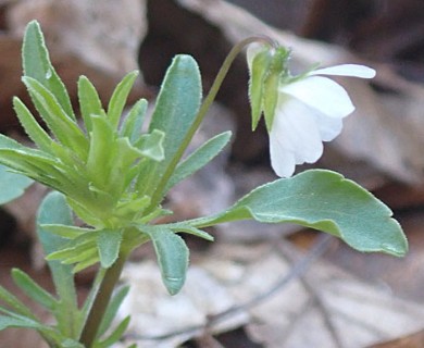 Viola bicolor