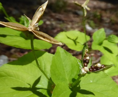 Viola glabella