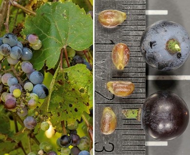 Vitis riparia