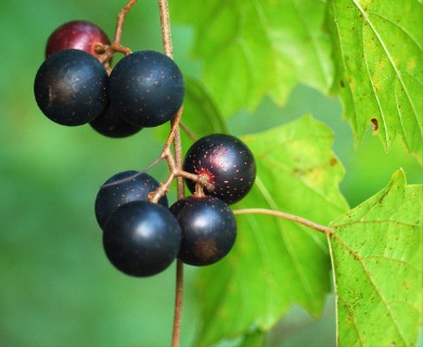 Vitis rotundifolia