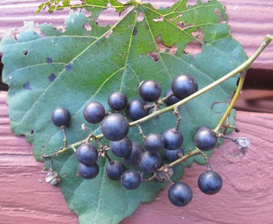 Vitis vulpina