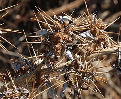 Xanthium spinosum