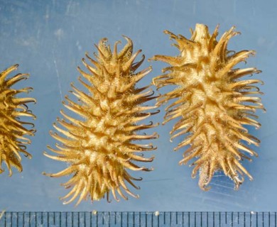 Xanthium strumarium