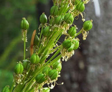 Xerophyllum tenax