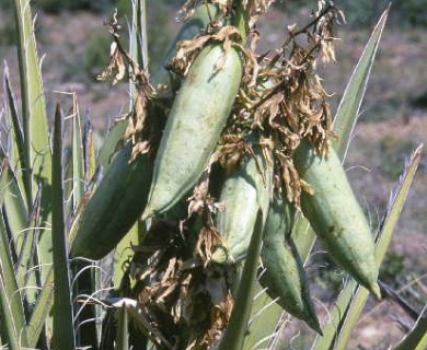 Yucca baccata