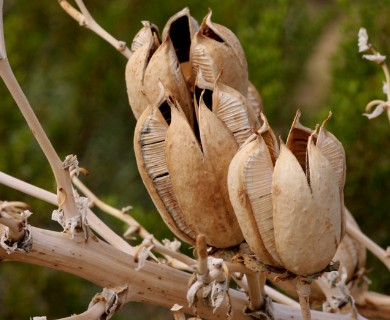 Yucca elata