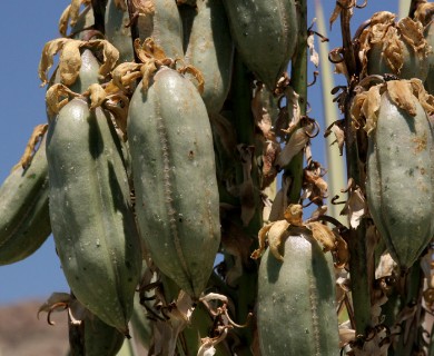 Yucca faxoniana