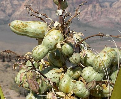 Yucca schidigera