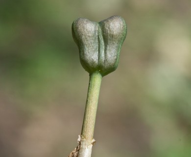 Zephyranthes drummondii