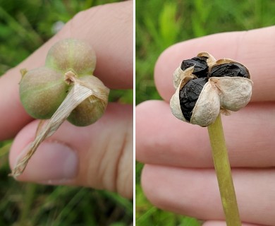 Zephyranthes traubii