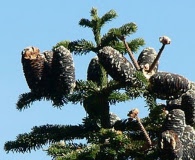 Abies amabilis