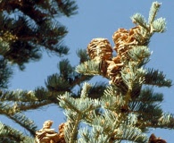 Abies concolor