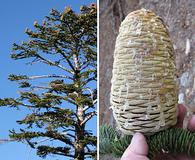 Abies magnifica