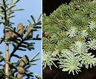 Abies procera