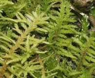 Abietinella abietina