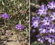 Abronia angustifolia