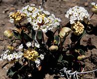 Abronia elliptica