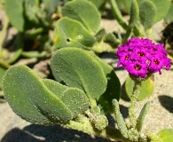 Abronia maritima