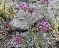 Abronia nana