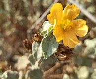 Abutilon berlandieri