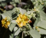 Abutilon fruticosum