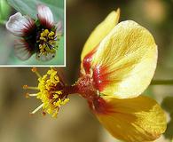 Abutilon incanum